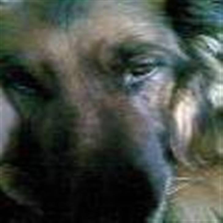 Schæferhund Bamse - falder snart i søvn. billede 7