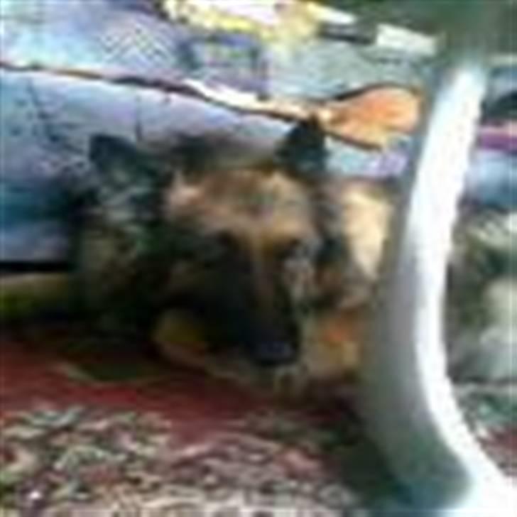 Schæferhund Bamse - jeg keder mig så meget lige nu!!! billede 8