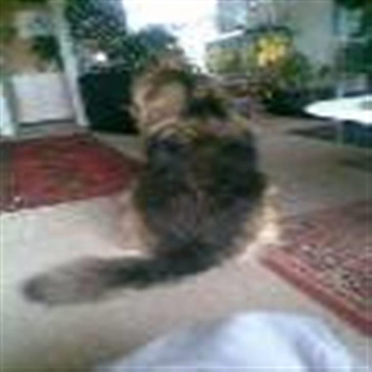 Schæferhund Bamse - gjorde jeg noget forkert billede 9