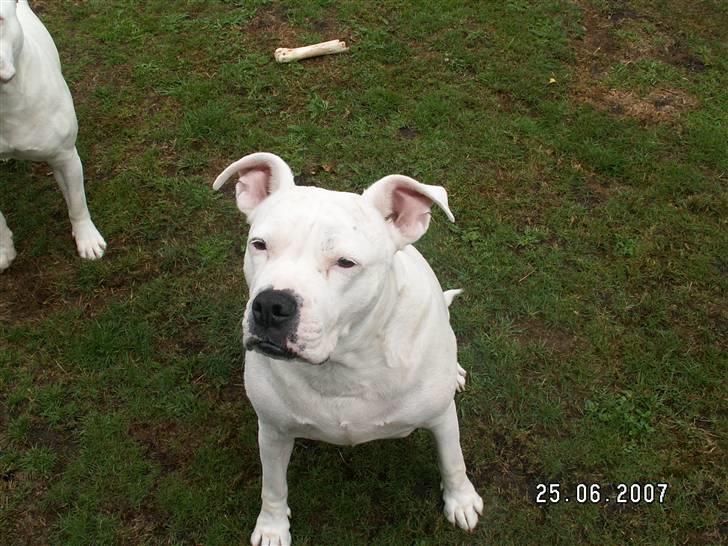Amerikansk bulldog sarona r.i.p - siger du noget billede 6