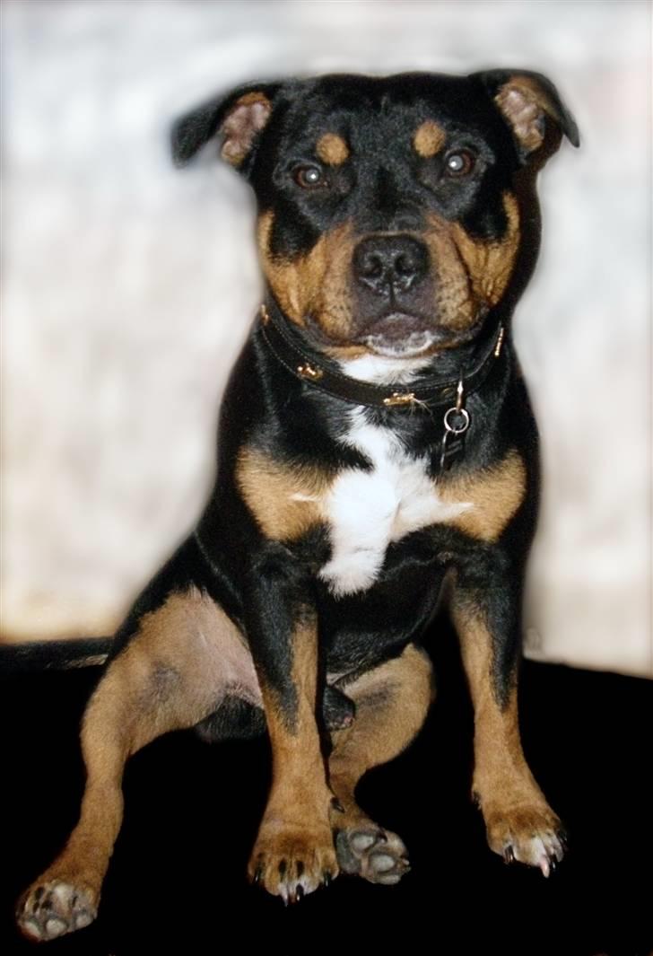 Staffordshire bull terrier Bacon - Bacon the Model - Nov. 2007 billede 1