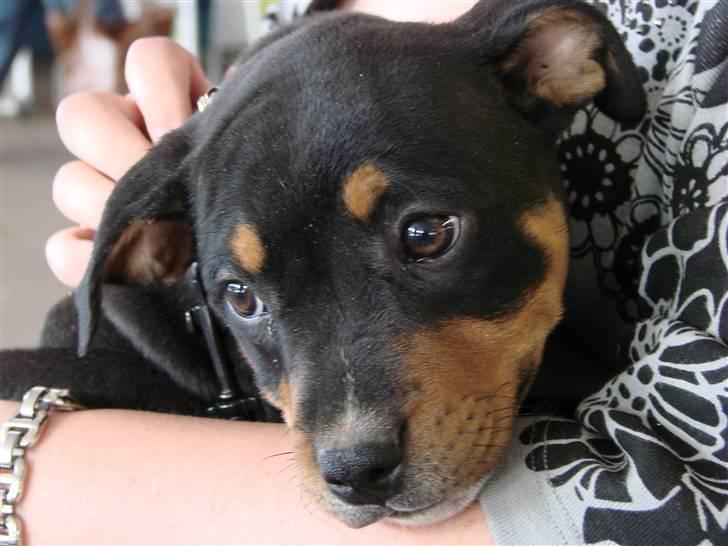 Staffordshire bull terrier Bacon - På vej hjem til mit nye hjem billede 2