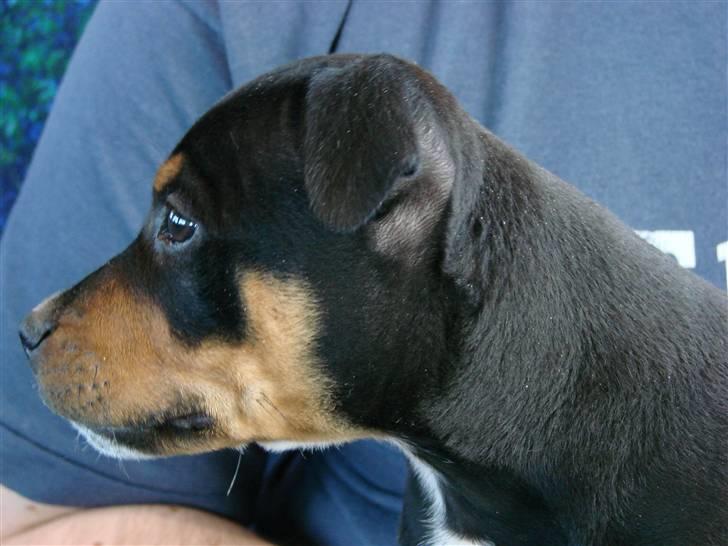 Staffordshire bull terrier Bacon - I toget på vej hjem for første gang. Kigger efter hver eneste passager i håb om et kæl billede 3