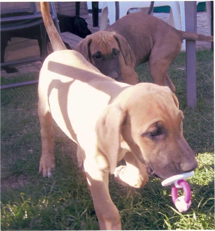 Blanding af racer Abbie - Det er mig med min sut... billede 1