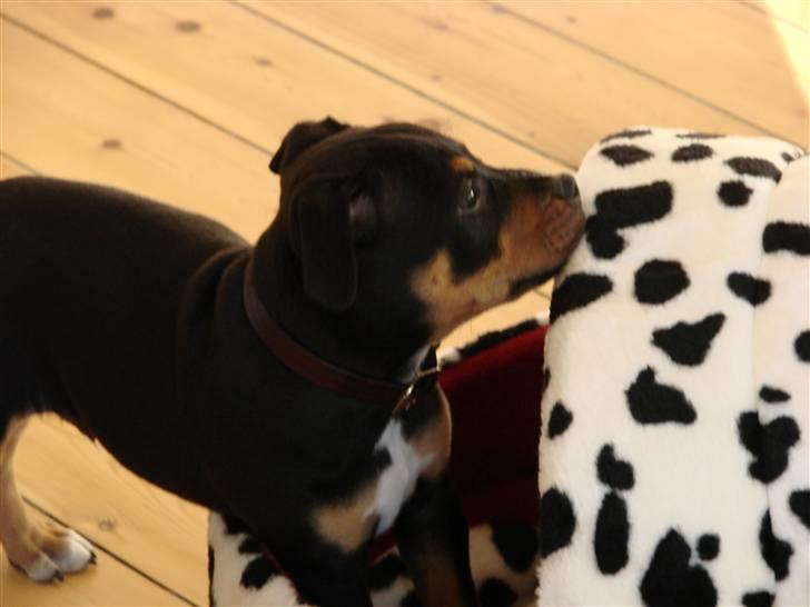 Staffordshire bull terrier Bacon - Første møde med min hule billede 4