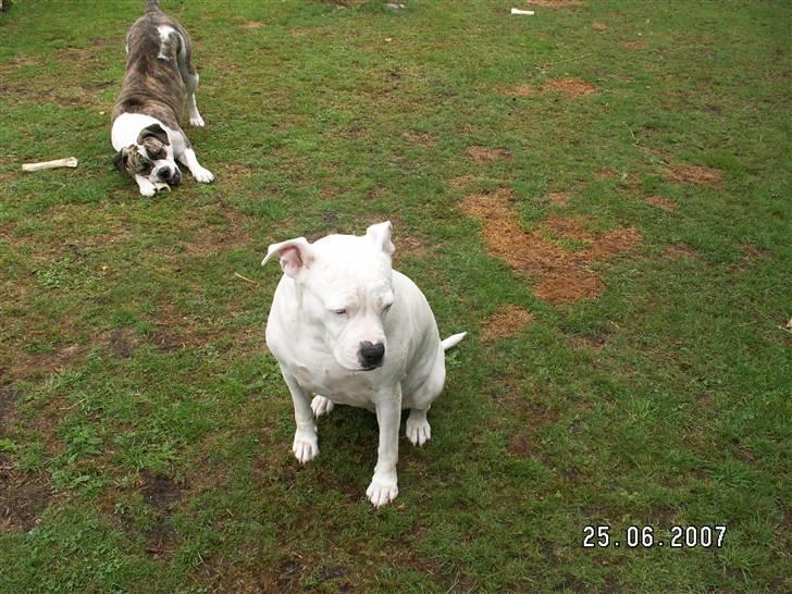Amerikansk bulldog sarona r.i.p - kom nu sarona leg med mig billede 8