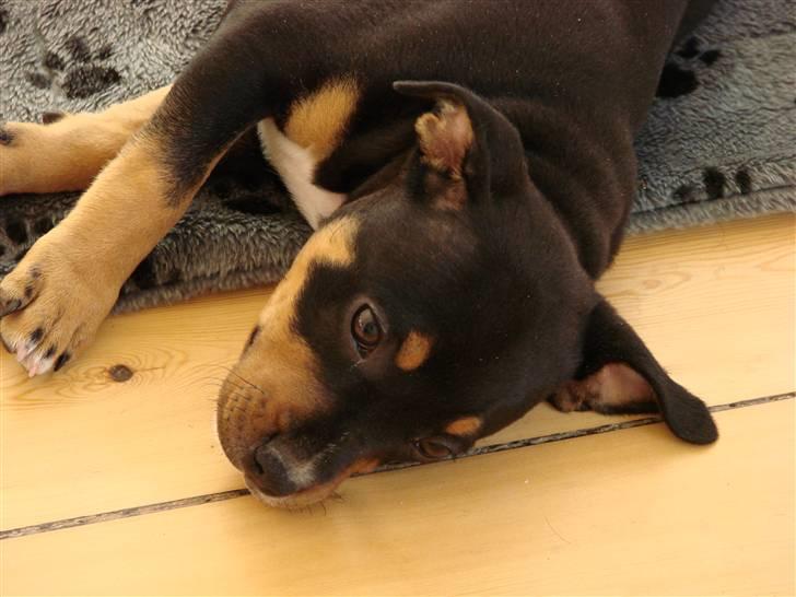 Staffordshire bull terrier Bacon - Det er nu hårdt at inspektere sit nye hjem billede 5