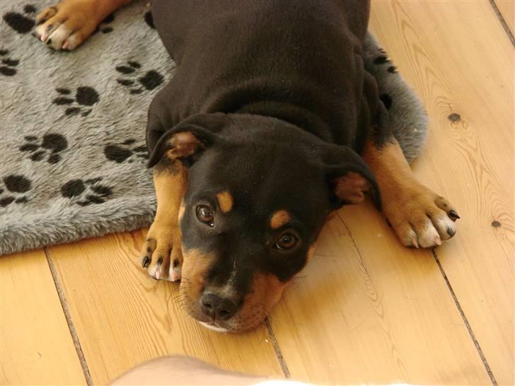 Staffordshire bull terrier Bacon - En rigtig lille supermodel billede 6