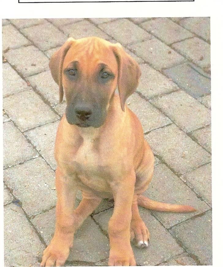 Blanding af racer Abbie - Det er mig ca 10 uger gammel billede 2