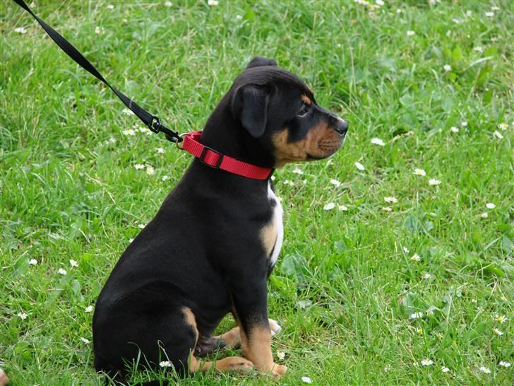 Staffordshire bull terrier Bacon billede 7