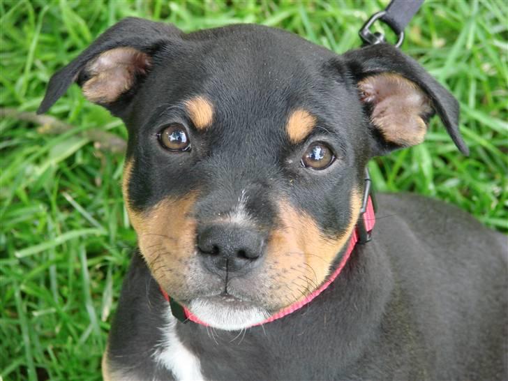 Staffordshire bull terrier Bacon billede 8