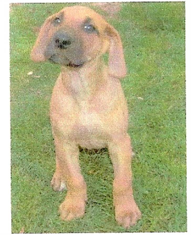 Blanding af racer Abbie - Se hvor kær jeg er.. billede 3