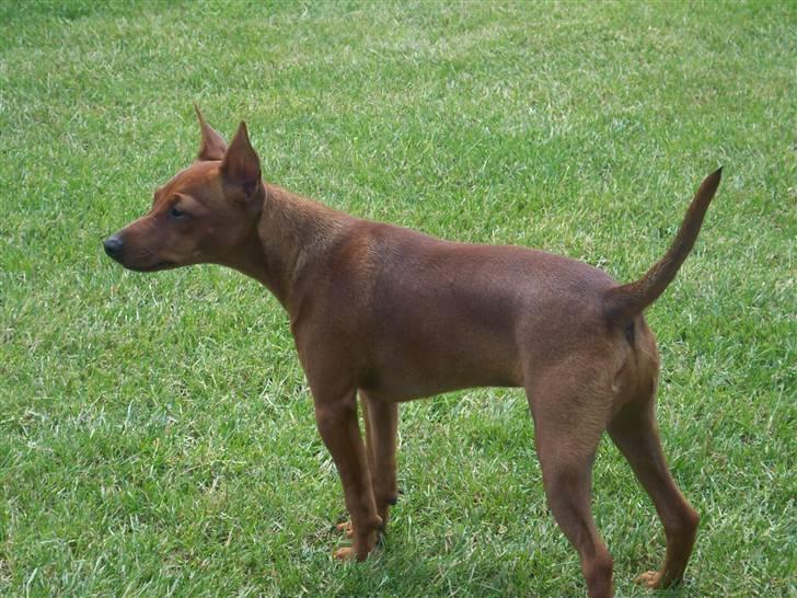 Dvaergpinscher Chanti - 25/6 billede 10