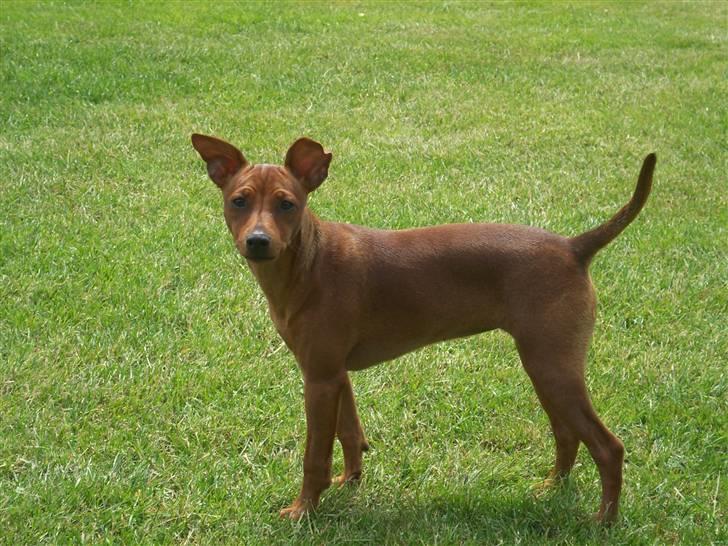 Dvaergpinscher Chanti - 25/6 billede 11