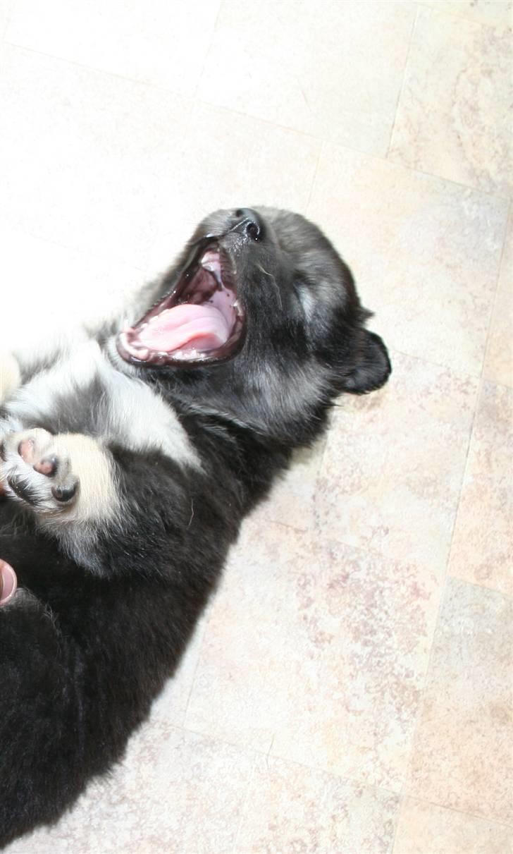 Finsk lapphund ~ Mols Bjerges Zola ~ - Arhh.. jeg er så træt. Præcis en måned gammel billede 14