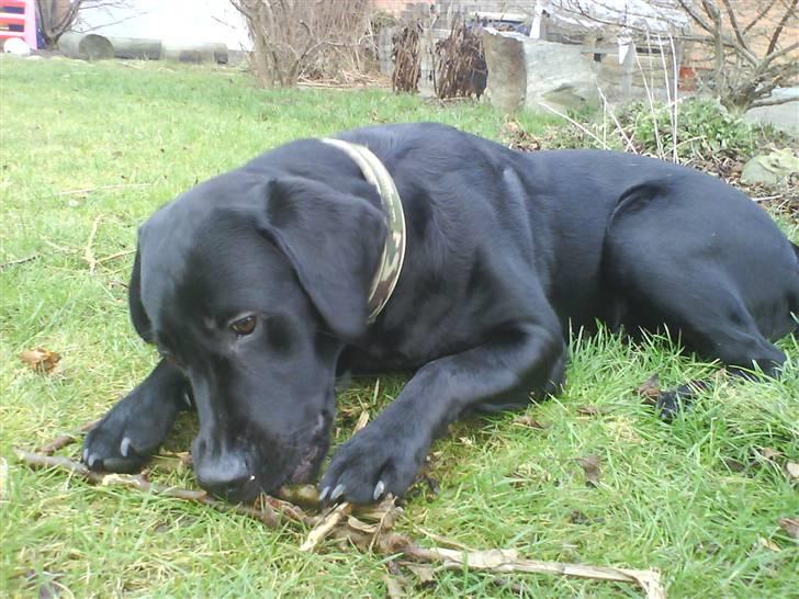 Labrador retriever Covie - 28. Januar 2008. Covie er blevet stor! billede 1