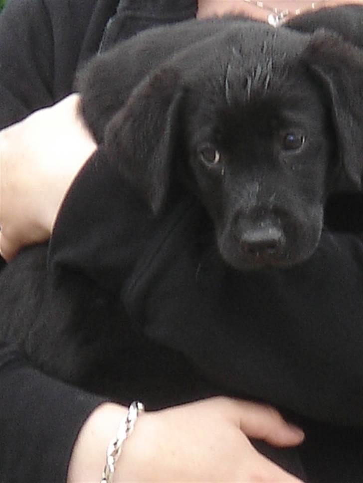 Labrador retriever Covie - Mit første møde med Covie. Det passer ham ganske fint at ligge i mine arme, efter lige at have været en tur under vasketøjskurven (derfor de våde striber i panden). :P billede 2