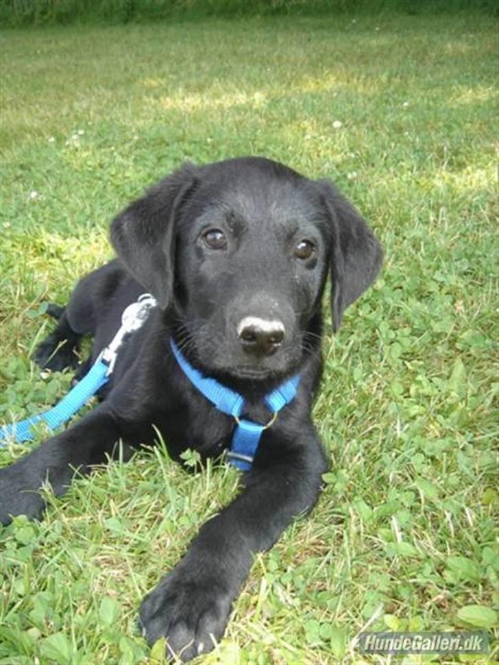 Labrador retriever Covie - Mmh, solskinsvejr er herligt. billede 3
