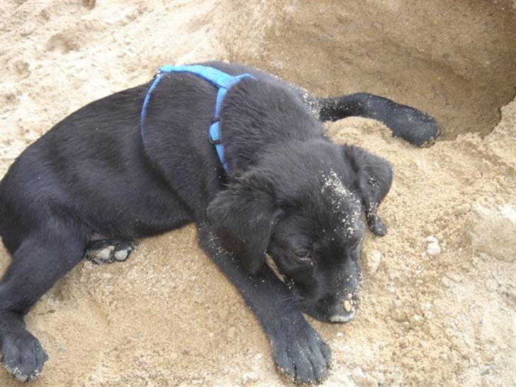 Labrador retriever Covie - Hov, er jeg ikke en gravhund? Se da lige mit fine hul i gruset! billede 4