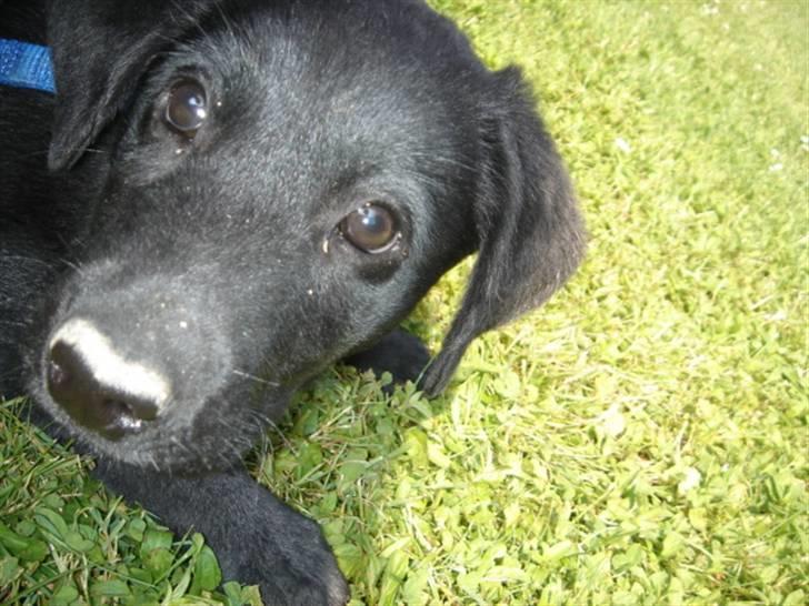 Labrador retriever Covie - Oij, er det dig, der smiler til mig? Yderst interessant kamera. :P billede 5
