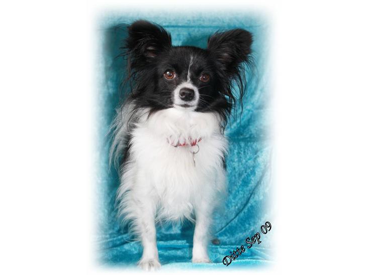 {{currentPhoto.altText}} billede {{currentPhoto.number}}