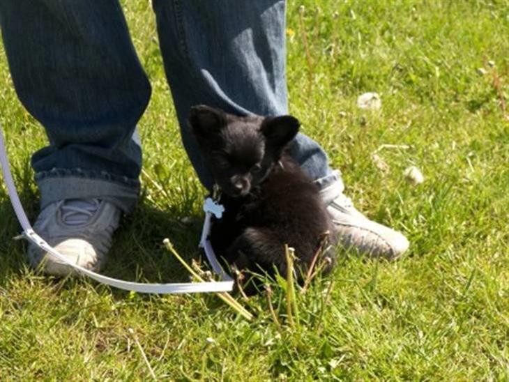 Blanding af racer Leeloo - min lille pige til hundetræning:) billede 1