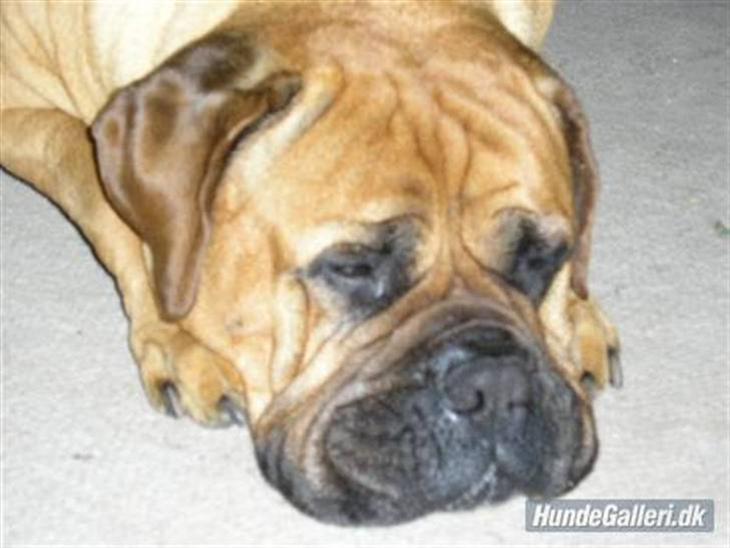 {{currentPhoto.altText}} billede {{currentPhoto.number}}