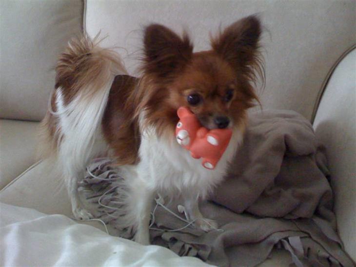 Papillon nikki billede 1