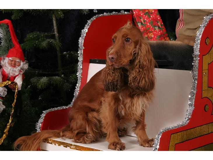 Cocker spaniel Tikki billede 1