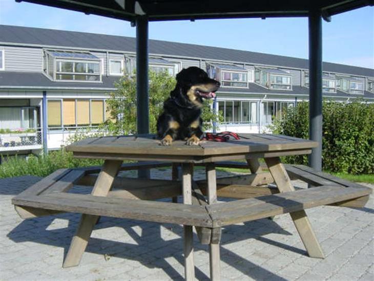 {{currentPhoto.altText}} billede {{currentPhoto.number}}