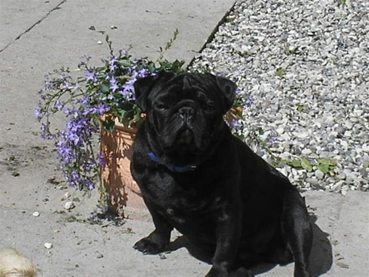 Mops Portos billede 1