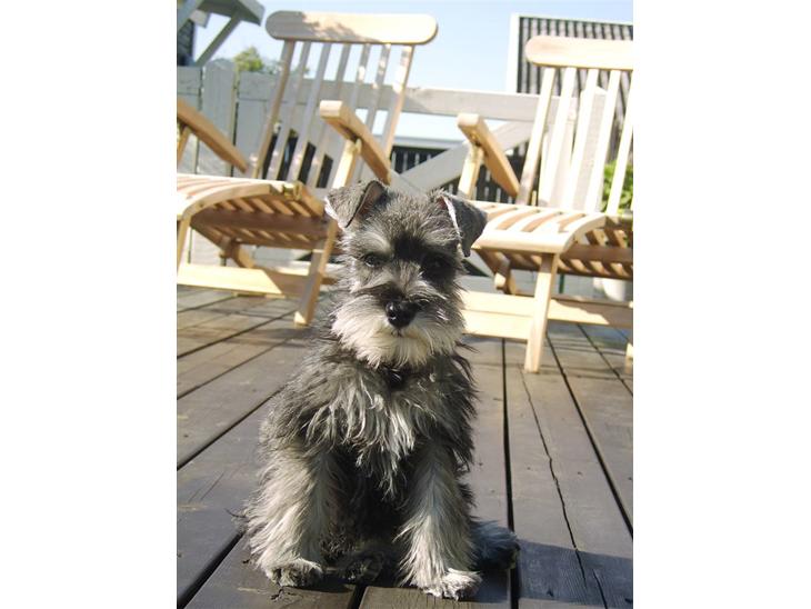 {{currentPhoto.altText}} billede {{currentPhoto.number}}