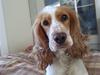 Cocker spaniel Duchess