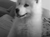 Samojedhund Kenai R:I:P