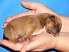 Staffordshire bull terrier *Miko aka Diego*