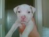 Amerikansk staffordshire terrier Chico