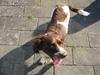 Engelsk springer spaniel † SJEFF (DON) Peekfields Don †