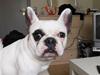 Fransk bulldog Fie