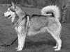Alaskan malamute Yaxtah #R.I.P#