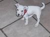Jack russell terrier Fenja