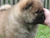 Chow chow Bidachows Kappa