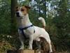 Jack russell terrier Diesel