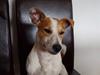Jack russell terrier Cult