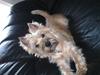 Cairn terrier Luigi