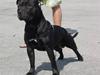 Staffordshire bull terrier Miclu