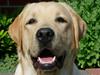 Labrador retriever Posters Sparkling Ozzy