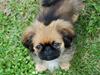 Pekingeser Pelle