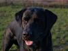 Labrador retriever Cato