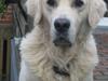 Golden retriever Marco`s samson