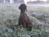 Korthåret hønsehund Ryttersminde's Balder [Tidl. hund]